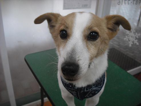 ファイル 2746-1.jpg