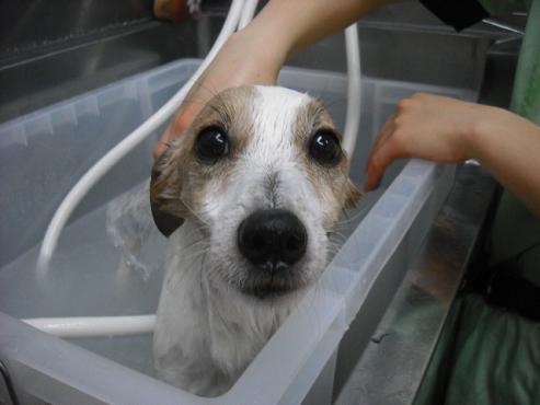 ファイル 2746-2.jpg