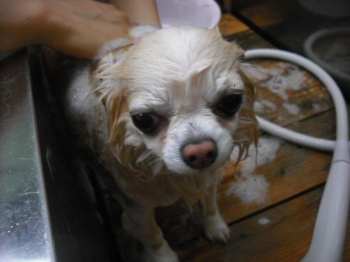 ファイル 2747-2.jpg