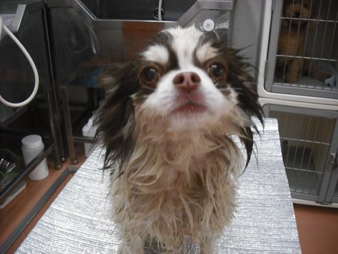 ファイル 2748-2.jpg