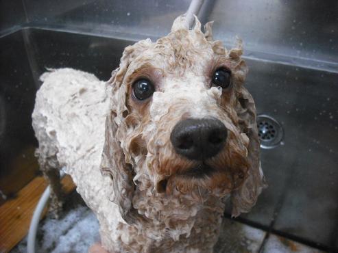 ファイル 2749-2.jpg