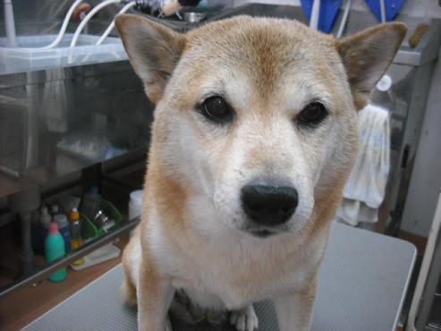 ファイル 2751-1.jpg