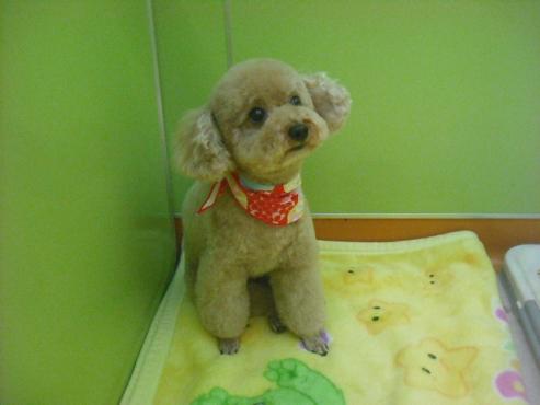 ファイル 2754-1.jpg