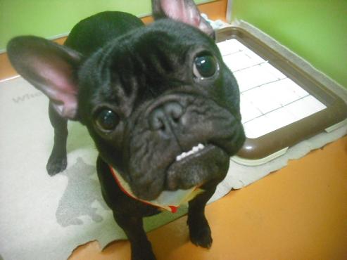 ファイル 2759-2.jpg