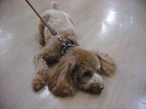 ファイル 2769-2.jpg