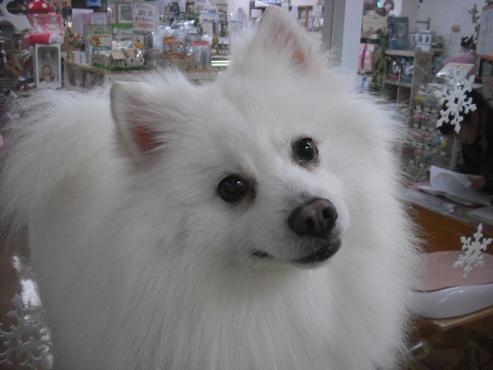 ファイル 2771-1.jpg