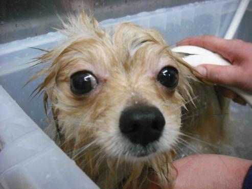 ファイル 2772-2.jpg