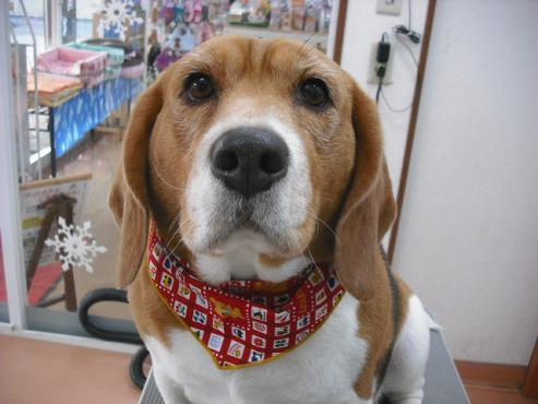 ファイル 2773-1.jpg