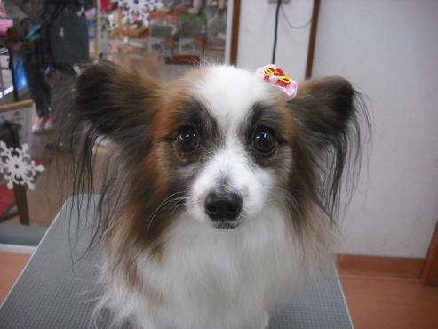 ファイル 2774-1.jpg