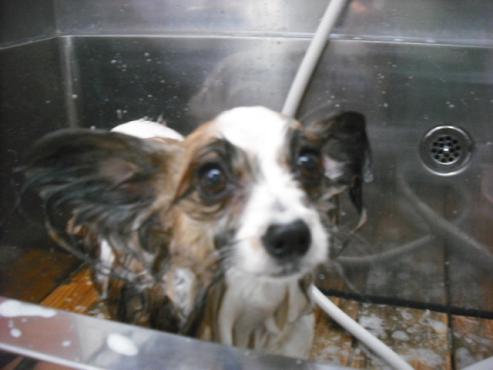 ファイル 2774-2.jpg