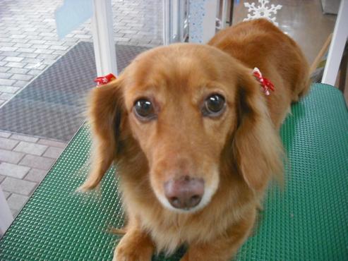 ファイル 2776-1.jpg