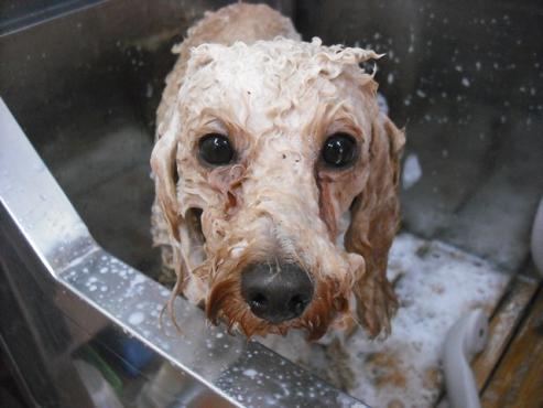 ファイル 2777-2.jpg