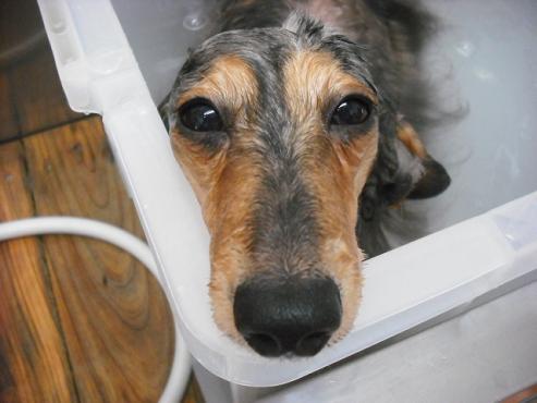 ファイル 2778-2.jpg