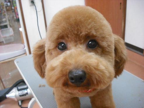 ファイル 2779-1.jpg