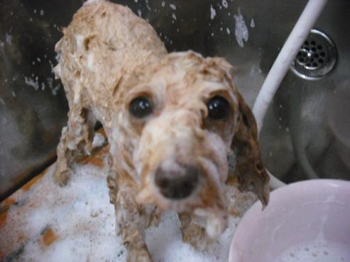 ファイル 2780-2.jpg