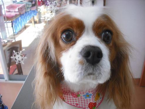 ファイル 2782-1.jpg