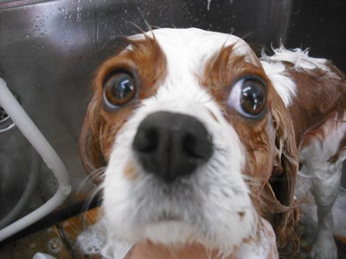 ファイル 2782-2.jpg