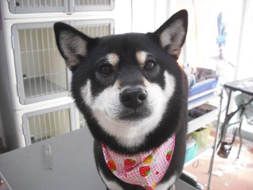 ファイル 2783-1.jpg