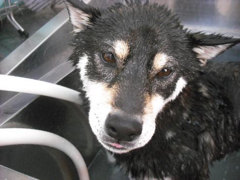 ファイル 2783-2.jpg