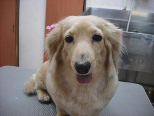 ファイル 2784-1.jpg