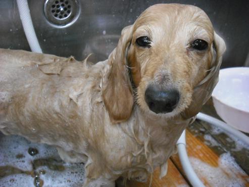 ファイル 2784-2.jpg