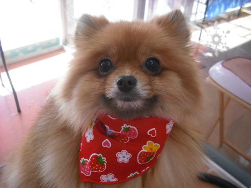 ファイル 2785-1.jpg