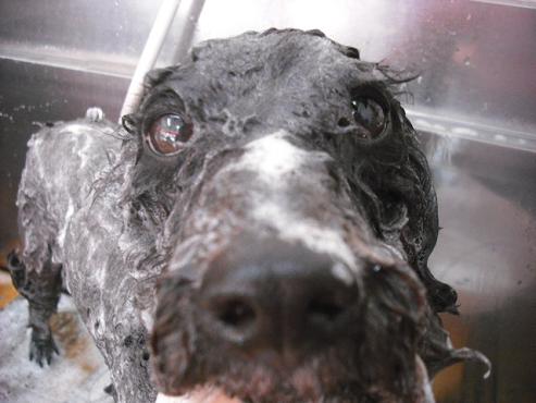 ファイル 2786-2.jpg