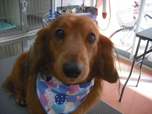 ファイル 2788-1.jpg