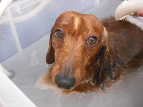 ファイル 2788-2.jpg