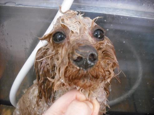 ファイル 2789-2.jpg