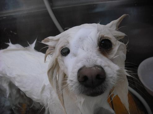 ファイル 2790-2.jpg