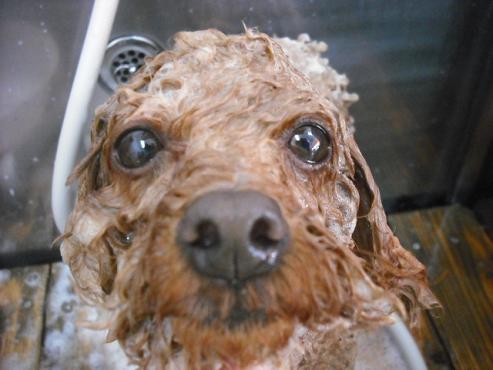 ファイル 2795-2.jpg