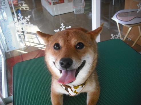 ファイル 2799-1.jpg