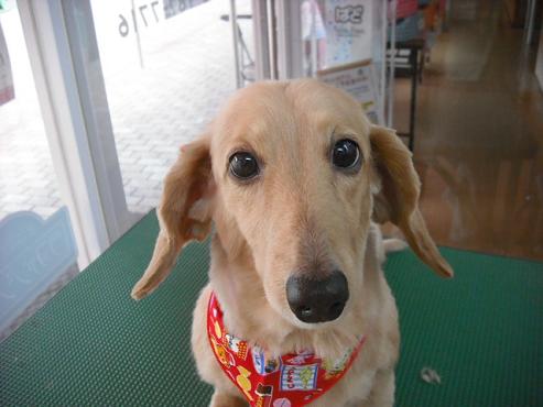 ファイル 28-1.jpg