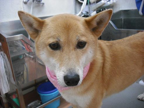 ファイル 2806-1.jpg