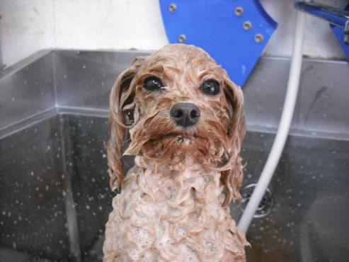 ファイル 2808-2.jpg