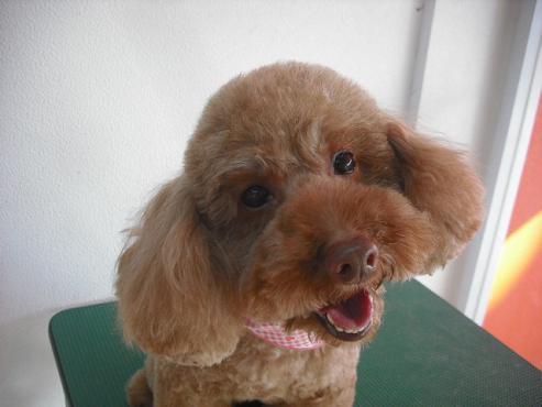 ファイル 2809-1.jpg