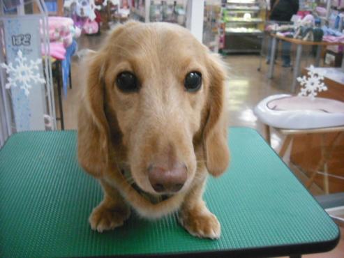 ファイル 2811-1.jpg