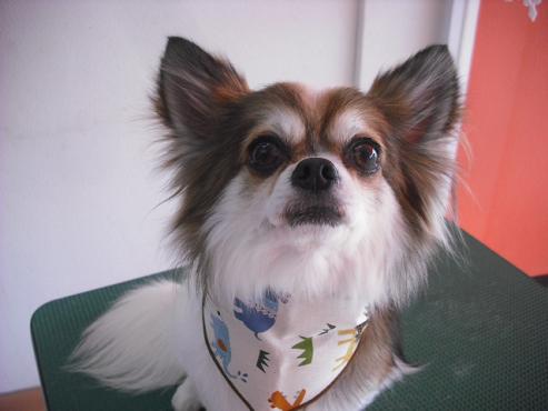 ファイル 2812-1.jpg