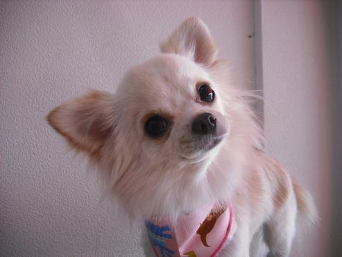 ファイル 2813-1.jpg