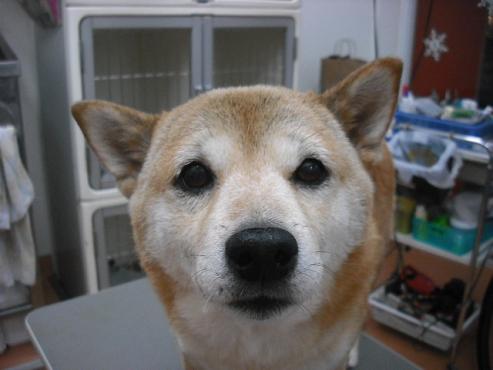 ファイル 2815-1.jpg