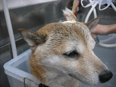 ファイル 2815-2.jpg