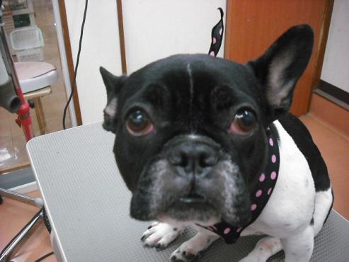 ファイル 2816-1.jpg