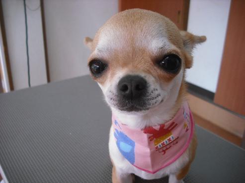 ファイル 2817-1.jpg