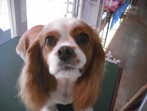 ファイル 2818-1.jpg