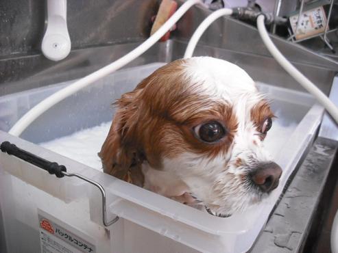 ファイル 2818-2.jpg