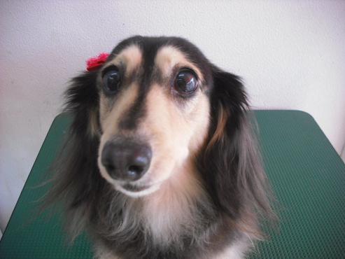 ファイル 2819-1.jpg