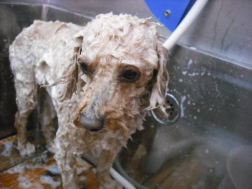 ファイル 2820-2.jpg