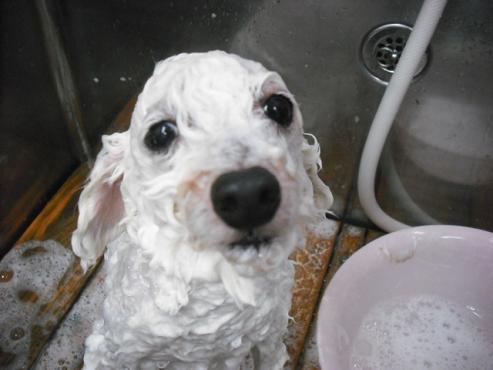 ファイル 2821-2.jpg