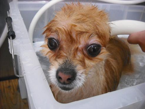 ファイル 2822-2.jpg